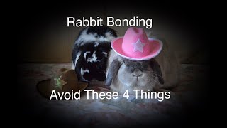 Rabbit Bonding  4 Things To Avoid [upl. by Eillac]