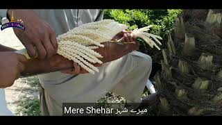 Dates کھجور palm pollination male and female cross  khajoor farming in Pakistan [upl. by Jessalyn]