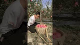 How do people pluck apples from trees without hands apple applepluck [upl. by Eilla3]