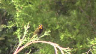 Yellowfaced Grassquit [upl. by Einial]