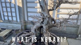 What is Nebari [upl. by Lothaire]