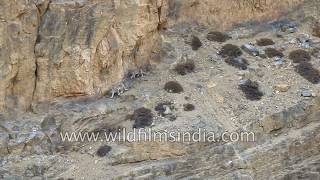 Snow Leopard  The ghost of the mountains and her offspring [upl. by Melamed526]