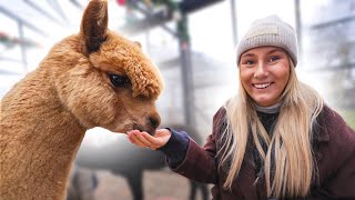 LUNCHEN MET ALPACA’S ❤️ 3768 [upl. by Saw517]