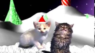 gatos cantando en navidad [upl. by Anahtor]