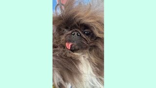 Worlds ugliest dog contest Say hello [upl. by Onoitna]