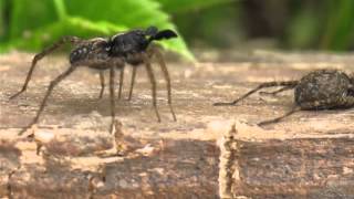 Wolf spider Lycosidae Pardosa amentata Male dancing [upl. by Ruford258]