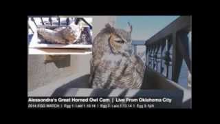 Alessondras OKC Great Horned Owl Cam Mrs T lays 3rd egg 1138am 1162014 [upl. by Winter]