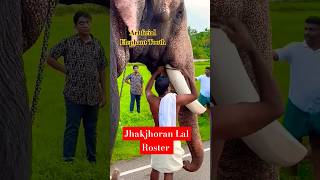 Art ficial elephant thooth tiger dog elephant doglover animals funny Jhakjhoran Lal [upl. by Ruhtra46]