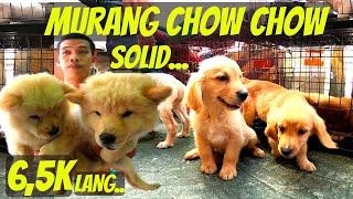 TEACUP POMERANIAN AT MURANG CHOW CHOW ETO NA [upl. by Agathy716]