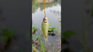 Ki Bhabe Mach Dhorlam Dekhun  Mach Dhorar koushal  fishingvideo fishing justfishing [upl. by Prebo]