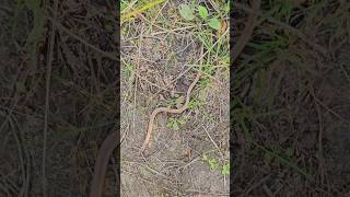 Glodene  Slow worm Anguis fragilis 😊 nature daba slowworm shorts [upl. by Orag148]