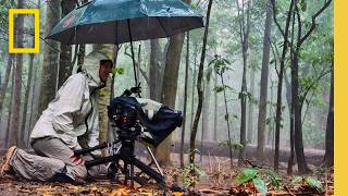 New Technologies Making Wildlife Cinematography More Accessible  National Geographic [upl. by Ennovad]