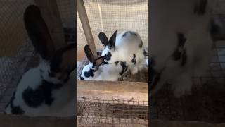 Rabbit mating 😂😂😂 rabbits rabbitry animal [upl. by Franciska]