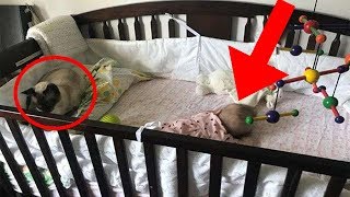 Was diese Katze mit dem Baby macht wird dich sprachlos machen [upl. by Kreda705]