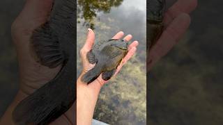 A Rare Green Sunfish From Toronto Ontario Canada WOW shorts fishing fish sunfish [upl. by Sivar]