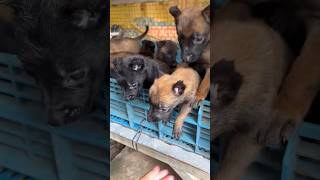 My Puppies Malinois After Two Week 😘🐕shorts puppy dog cute [upl. by Yardley]