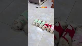 Cute family ❣️ trending love shorts short ytshorts doglover dog Destinationdiaries12 [upl. by Irama]