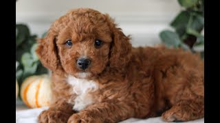 Cavachonpoo Puppies for Sale [upl. by Drawe]