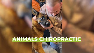 Therapy  Satisfying Compilation of Animal Chiropractic  ASMR [upl. by Parthenia]