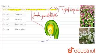 The micropylar part of the embryo sac protrudes out of ovule in [upl. by Noak]