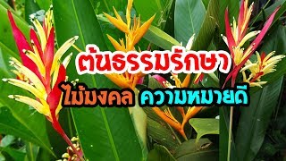 ต้นธรรมรักษา ไม้มงคล ความหมายดี  เปิดโลกออนไลน์ Ep81 [upl. by Nodnal412]