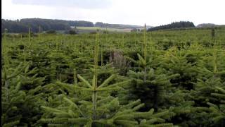 Christmas Tree Species Nordmann Fir [upl. by Lordan]