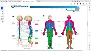 ATIVIDADE 1  FISIOLOGIA HUMANA  542024 [upl. by Connors]