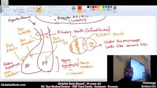 شرح تكوين الغذة النخامية Pituitary gland structure and histology  عبد الله رضا MD [upl. by Irmgard771]