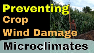 Wind damage crops preventing wind damage to crops microclimate and plant placement [upl. by Glaab]