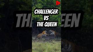 Epic Tiger Battle Who Will Rule the Jungle [upl. by Ahker]