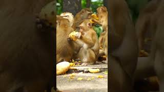 The Fascinating World of Monkeys From Mischievous Mammals to Intelligent Primatesprimates monkey [upl. by Nyrtak]