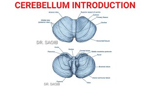 Cerebellum Anatomy  Parts  Divisions [upl. by Yarahs678]