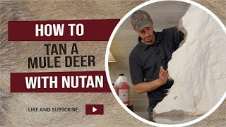 Mule Deer Tan Using NuTan [upl. by Folberth]