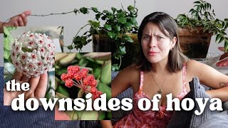 Why I DISLIKE Hoya Houseplants GRRRR [upl. by Floria312]