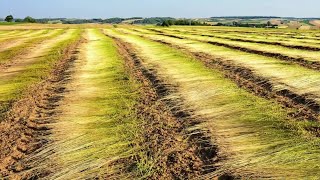 The Life Cycle of Flax  Modern Agriculture Planting and Harvesting Natural Flax Fibers [upl. by Babcock]