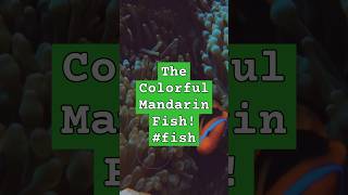 The Colorful Mandarin Fish fish [upl. by Cory]