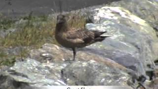 Great Skua vs Seagull [upl. by Magdalene683]