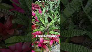 Bromeliad subscribe gardenplants subscribenow gardening [upl. by Ettelra]