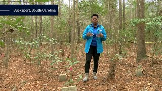 Buried History South Carolina residents uncover longlost cemetery [upl. by Edrock124]