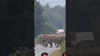 Elephant 🐘 crossing nature elephant forest [upl. by Mohamed275]