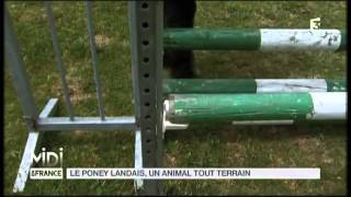 ANIMAUX  Le poney Landais un animal tout terrain [upl. by Triley898]