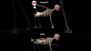 Triceps Kickback CABLE VS DUMBBELL [upl. by Grosmark845]