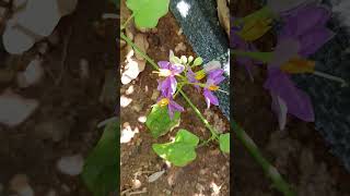 Solanum trilobatum is a plant species in the nightshade family Solanaceae [upl. by Liuqa136]