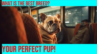 French Bulldog vs Shiba Inu Breed Comparison [upl. by Eilrahc]