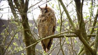 Long eared owl [upl. by Worlock400]