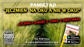 JĘCZMIEŃ OZIMY  TU NIESTETY UCIEKŁY JAKIEŚ 2 TONY Z HEKTARA  HEKTAR WIEDZY  SZYBKA PORADA 174 [upl. by Bernete]