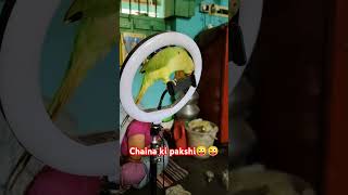 China ki pakshi😜😜 birds funny shortsviral parrot trendingshorts comedy shortsvideo love [upl. by Possing]