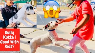 Aggressive Dog  Are Indian  Pakistani Mastiff  Bully Kutta  Good With Kids BholaShola [upl. by Fallon]