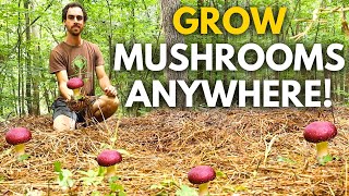 The Easiest Mushroom to Grow  Wine Cap Mushroom Guide [upl. by Kral744]