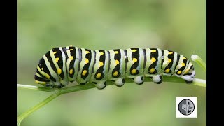 Défense de la chenille papillon du céleriDefense of the Black Swallowtail caterpillar [upl. by Latvina]